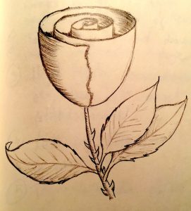 Rose easy beginner drawing