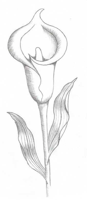How to Draw a Lily - Simple Lines of Beauty