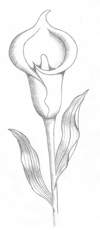 simple drawings of lilies