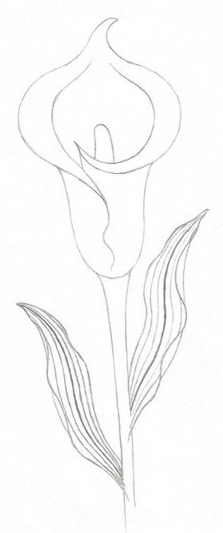 simple drawings of lilies