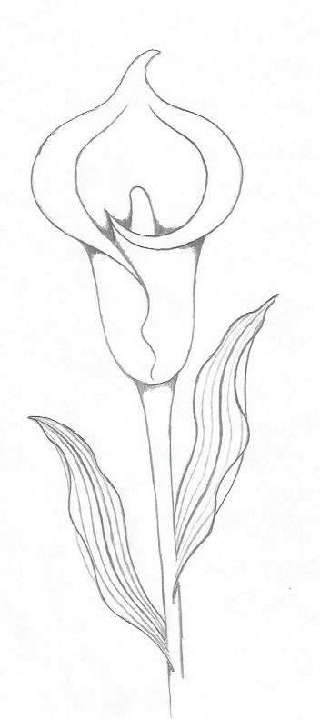 simple drawings of lilies