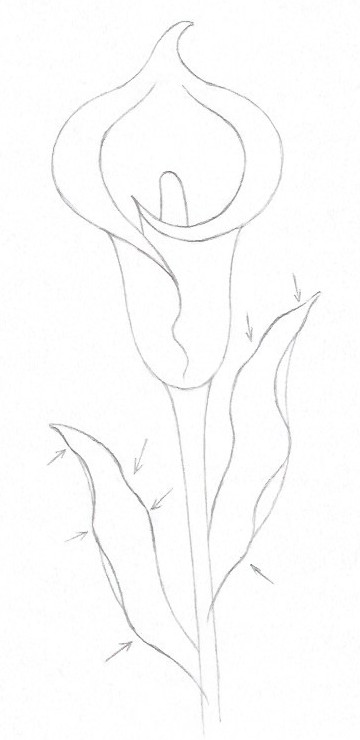 How to draw a lily - Step thirteen
