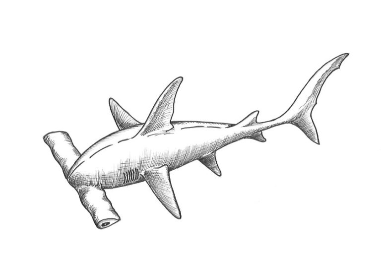 How to Draw a Hammerhead Shark The Drawing Journey