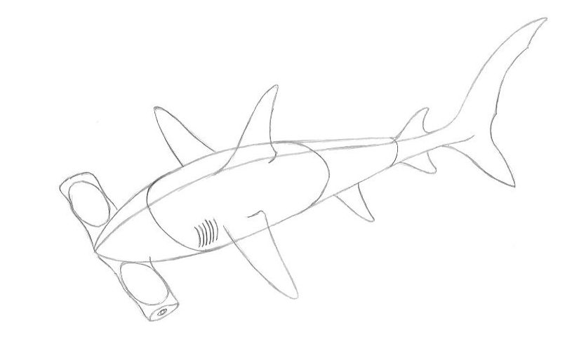 Hammerhead Shark Diagram  Art of Steve Goad