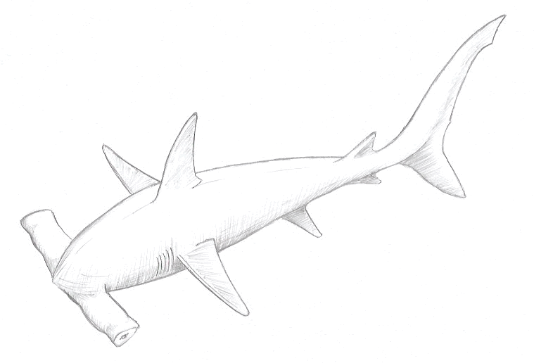 How to Draw a Hammerhead Shark - Step Five
