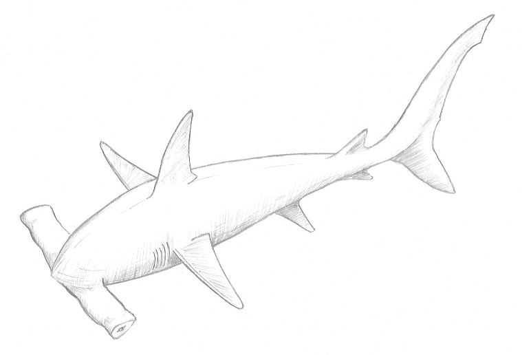 hammerhead shark drawing in pencil