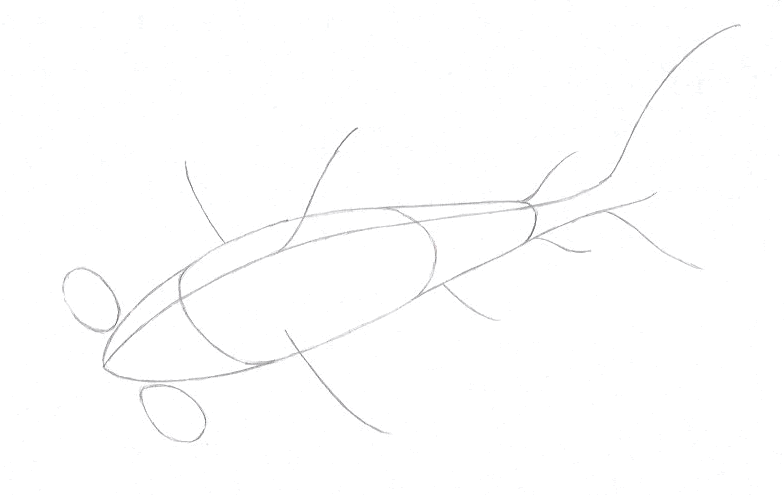 How to Draw a Hammerhead Shark - Step Three