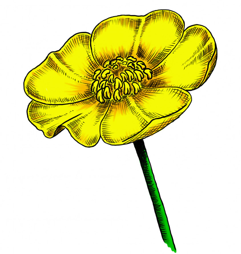 How to draw flowers step by step - Buttercup